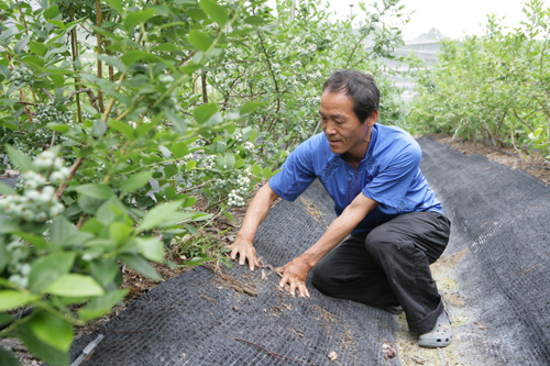 양화영 씨가 자신의 블루베리 농원에서 손으로 풀을 하나씩 뽑고 있다. 그의 잡초 제거는 친환경농업의 첫걸음이다.