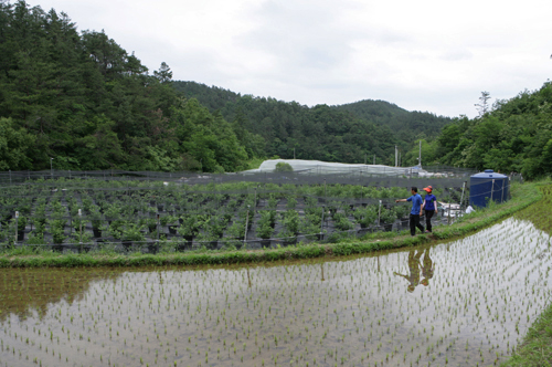 양화영·김현숙씨 부부가 블루베리 농원을 돌아보고 있다. 이들의 농원은 민가라곤 찾아볼 수 없는 산골에 자리하고 있다.