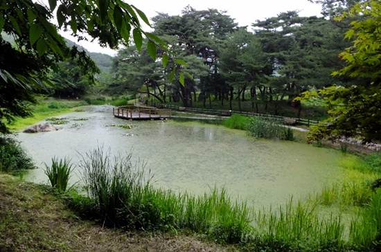 연못과 용계천 사이의 이채로운 섬솔밭(도송숲).