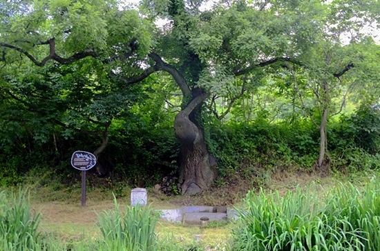 도송숲 산책로에 있는 멋진 자태의 회나무와 밑의 옛 우물터.