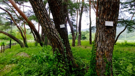 도송숲의 나이많은 소나무마다 마을 주민인 관리자의 이름이 붙어있다.   