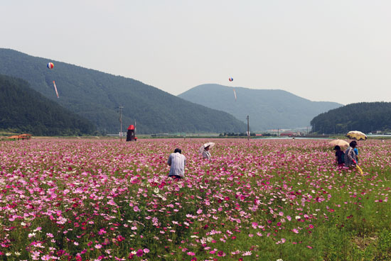 거제 둔덕골에 여름코스모스가 활짝 피었다.