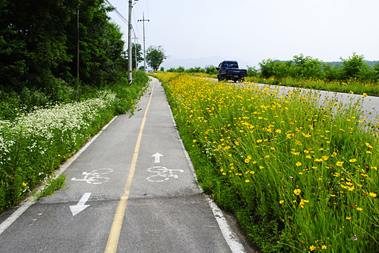 꽃이 만발한 섬강 자전거도로.