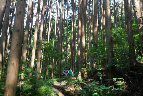 선암사 편백나무 숲. 여행객이 편백숲 그늘에 앉아 쉬고 있다.