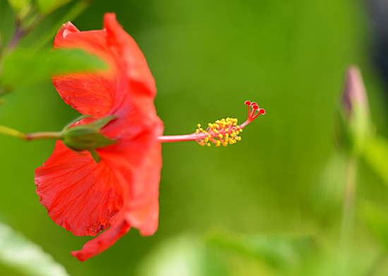 대봉수목원을 방문하면 아름다운 색감을 자랑하는 붉은색 무궁화 꽃이 방문객을 반긴다.