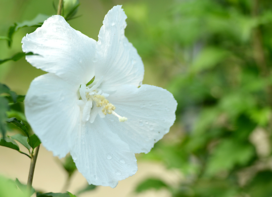 순백색의 무궁화 꽃이 정갈하고 단아해 보인다.