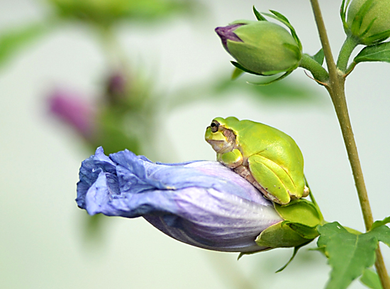무궁화 꽃 잎에 올라 앉은 청개구리가 한가로운 시간을 보내고 있다.