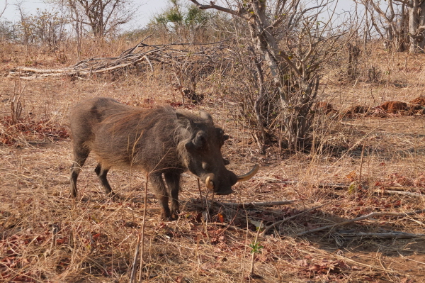 품바는 아프리카 언어로 '멧돼지' 라는 뜻이다.