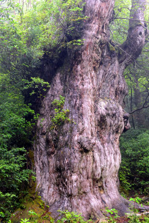 야쿠시마에 있는 7200년된 삼나무. 석기시대부터 존재했던 삼나무라는 뜻으로 '조몬스기'라는 이름이 붙었다.