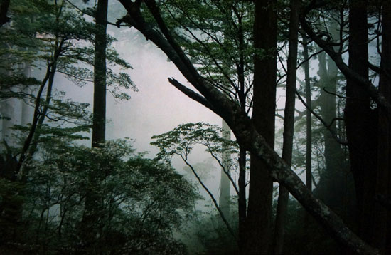 야쿠시마의 숲은 고요하고 경이롭다. 그리고 침묵의 여운은 길고 강렬하다
