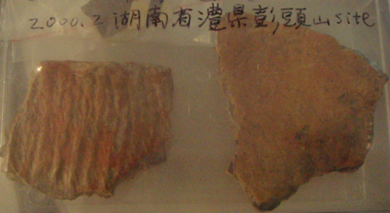 중국 장강 유역에서 발굴된 질그릇 조각에 볍씨 흔적(오른쪽 아래 부근)이 남아있습니다. 서광휘 교수가 가지고 있는 것입니다. 
