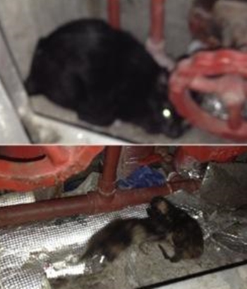 지난 2일 찾아간 서울 강남구 압구정동 A아파트 지하실엔 8마리의 고양이가 갇혀 있었다. 어린 고양이들은 아직 눈도 제대로 못 뜬 상태였다.