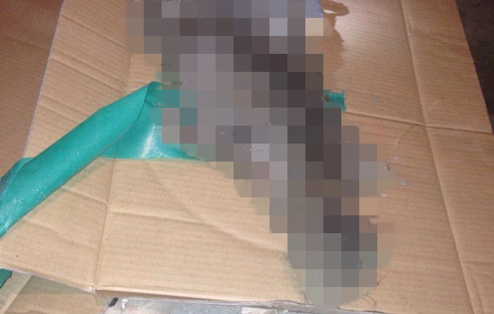 지난 3월 서울 강남구 압구정동 A아파트 지하실에서 발견된 고양이 사체.