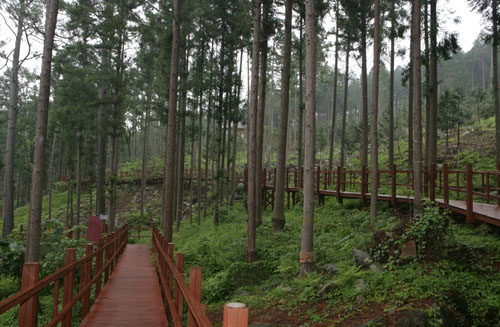  편백숲 사이로 설치돼 있는 나무데크 길. 계단 같은 장애물 없이 마루처럼 평평하다고 해서 '말레길'로 이름 붙였다.