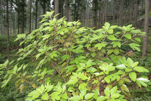 편백숲 우드랜드의 말레길 주변에서 자라고 있는 황칠나무. 성인병 치료에 특별한 효능이 있는 것으로 알려져 있다.