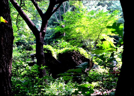 서울 둘레길을 걸으며 만나는 아름다운 숲 풍경