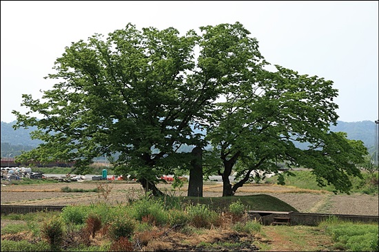 화순대리석불입상은 당산나무 두 그루를 일산삼아 서 있다.