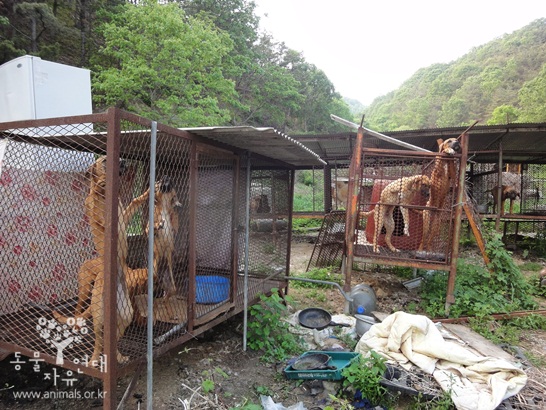 산 속 깊은 곳에 숨어 있던 개 사육장 