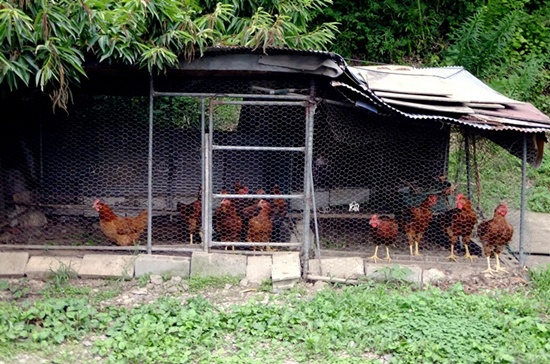 마을 어느 집에서 기르는 닭들이 오히려 여행자를 구경한다. 