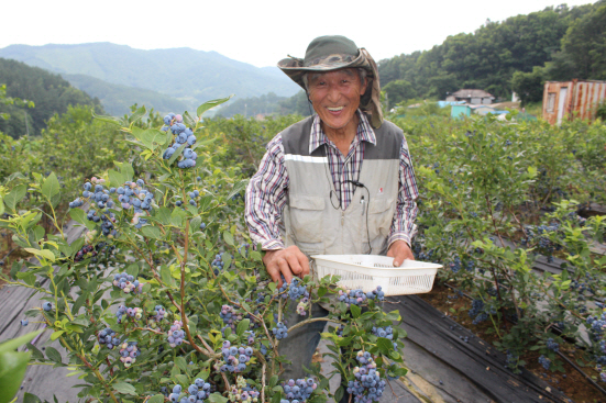 할아버지의 이름 정환희, 이름 그대로 그의 미소가 일품이다. 요즘 한창 블루베리 수확기라 하루가 바쁘다.