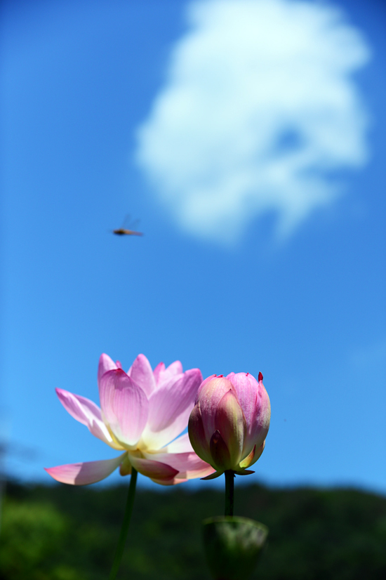 파란 하늘 아래 하늘을 보며 웃는 연꽃 위로 잠자리 한 마리가 날고 있다. 아름답고 평화로운 모습이다.