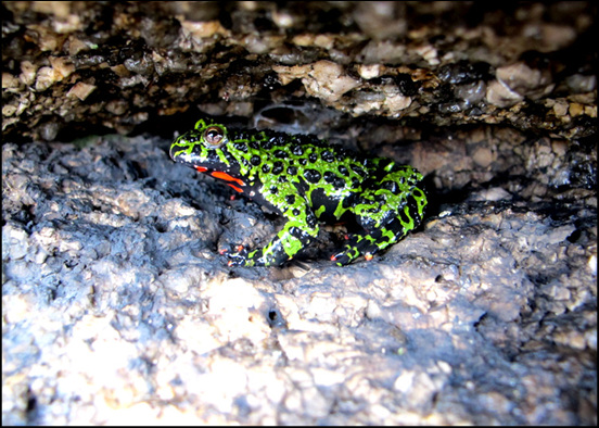 신선봉 마당바위 웅덩이에 그림에 개구리가 백여마리도 넘게 집단 서식을 한다. 