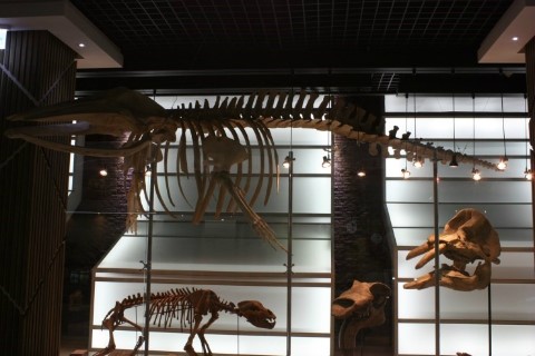 공룡의 뼈