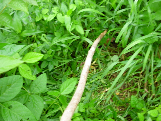 풀을 베어내기 전에 긴 막대기로 툭툭 두들겨서 뱀이 먼저 피하도록 한 다음 걷거나 작업을 해야 한다.