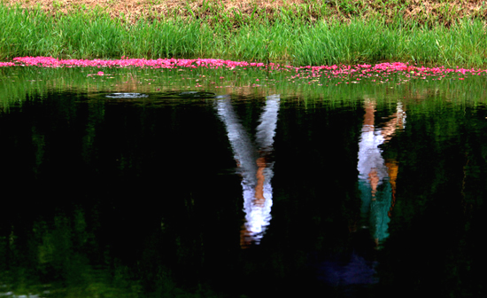 명옥헌 앞 연못을 지나가고 있는 연인의 반영 (2013-07-17 촬영)