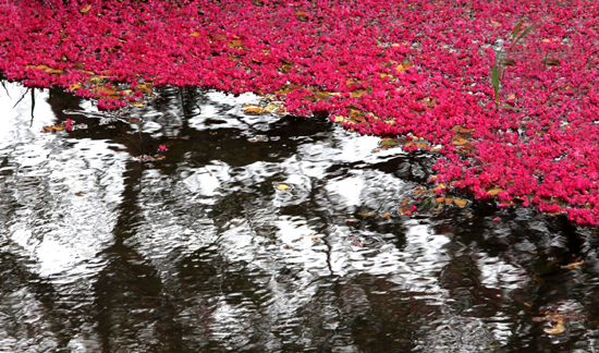 연못 속 반영과 떨어진 꽃잎 (2013-07-17 촬영)
