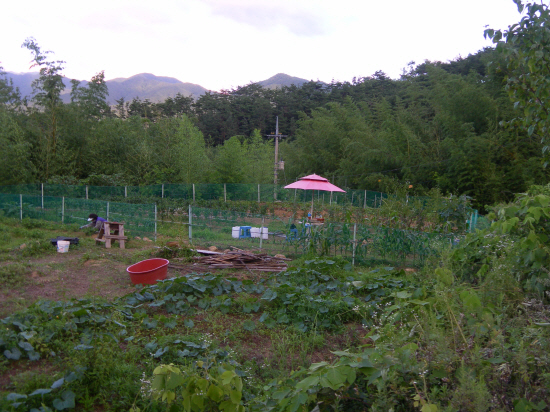 철망 울타리 멧돼지 피해를 막기위해 고구마밭에 설치한 철망울타리, 설치비가 고구마 산 돈보다 많이 들었다. 