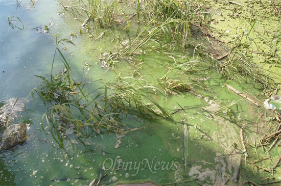 낙동강 강정고령보 상류에 나타난 녹조류. 지난해에 이어또다시 녹조라떼의 계절이 왔다.