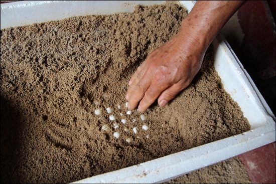자라 알은 30℃의 모래 속에서 45일이 경과하면 부화한다.
