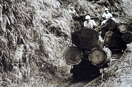 1910년대에 만들어진 산림철도는 야쿠스기를 운반하는데 사용되었다
