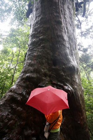 야쿠시마의 숲은 그 자체로 신(가미)이고, 숲을 이루는 모든 것이 신의 일부였다