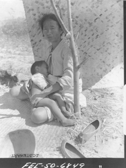 한 피난민 부인이 움집에서 아이에게 젖을 먹이고 있다(1950. 8. 25).