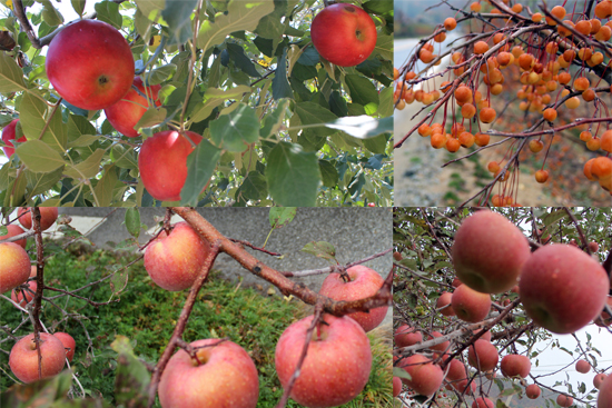 개나리가 봄의 전령이라면 가을의 전령은 역시 사과! (사진 위 왼쪽은 평광동 최고령 홍옥 사과, 오른쪽은 꽃사과, 아래 사진 둘은 평광동 사과)