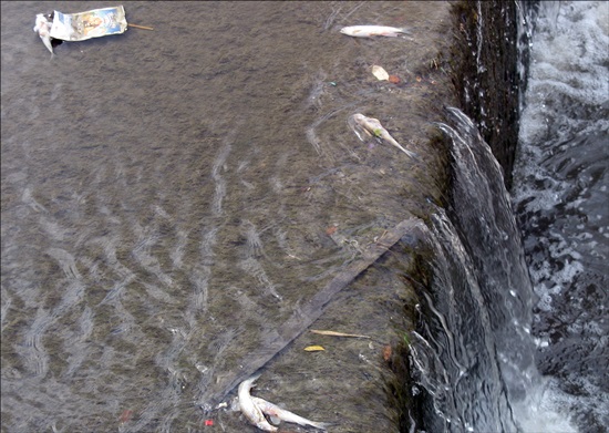  대전천 하류 유등천 합류부 일대 우안에서 물고기 200마리 가량이 집단 폐사했다.