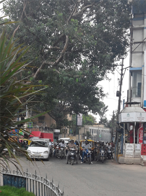 흔한 인도 도로. 높은 나무, 보이지 않는 차선, 신호 대기를 위해 빼곡히 서 있는 오토바이들. 