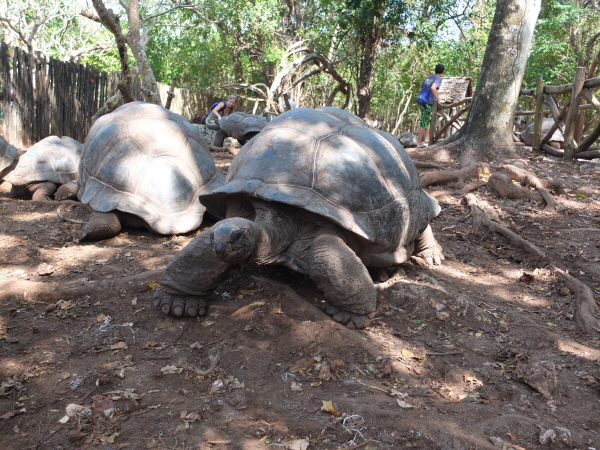   자이언트 거북(Giant Tortoise), 일명 갈라파고스 거북