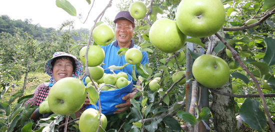 함양군 지곡면 시목마을 백사현(59)씨 부부가 햇사과를 수확하고 있다.
