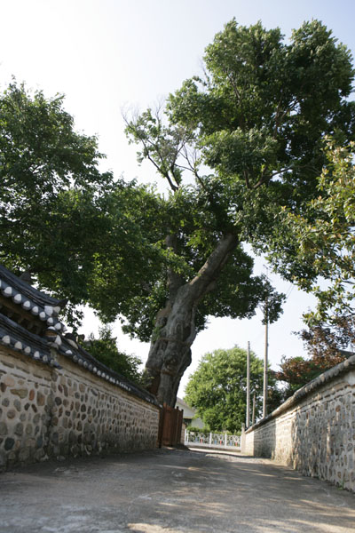 목사내아의 벼락맞은 팽나무. 행운을 가져다 주는 나무로 알려져 있다.