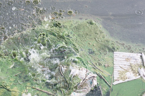 낙동강 칠곡보 상류에 발생한 녹조류에 돌멩이를 던지자 녹색의 물이 퍼지고 있다. 