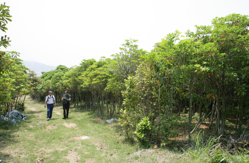 전남 장흥에 있는 황칠나무 재배단지. 수십 년씩 자란 황칠나무가 숲을 이루고 있다.