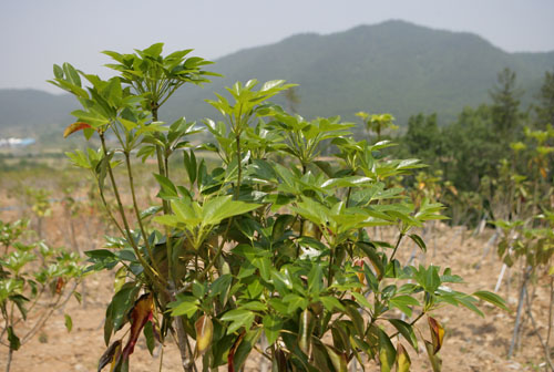 황칠나무. 최근 유용한 물질이 추출되면서 가치가 재평가되고 있다.