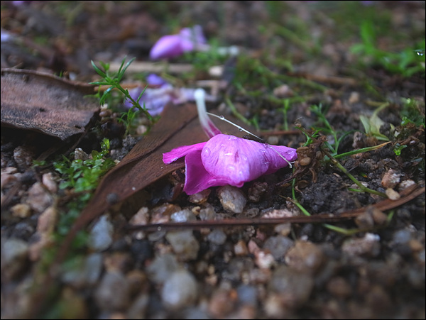 폭우에 떨어진 꽃들이 땅에 기대어 쉬고 있다.