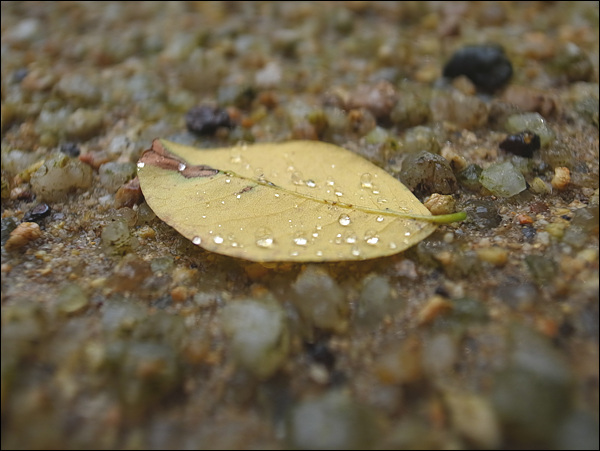 때이른 낙엽, 나무에 붙어있을 때에도 이파리 뒷면에 빗방울을 맺었을까?
