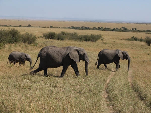 차 앞을 막아선 코끼리 가족.
