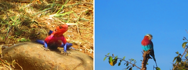 콜라 상표의 색을 꼭 닮은 도마뱀과 앵무새