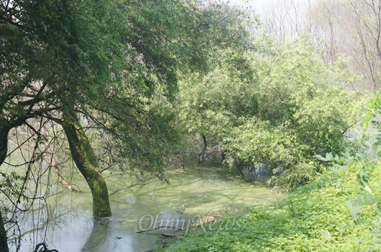 낙동강 강정고령보 상류 22km 지점에 있는 버드나무가 물에 잠겨 신음하고 있다. 강물은 온통 녹조류로 뒤덮였다.